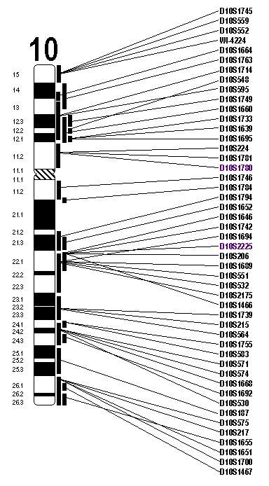 Chromosome 10